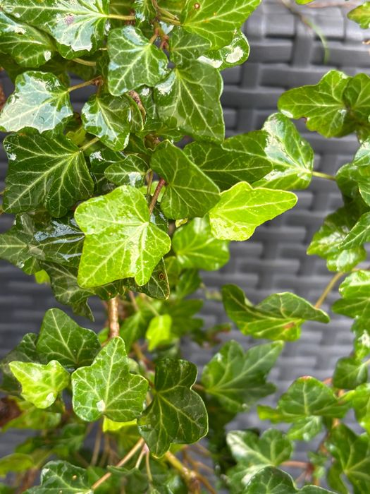 Planta  Ajuga reptans Atropurpurea 1€  e  hera
