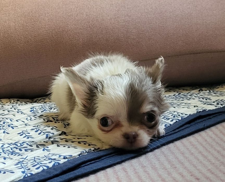 Chihuahua piesek