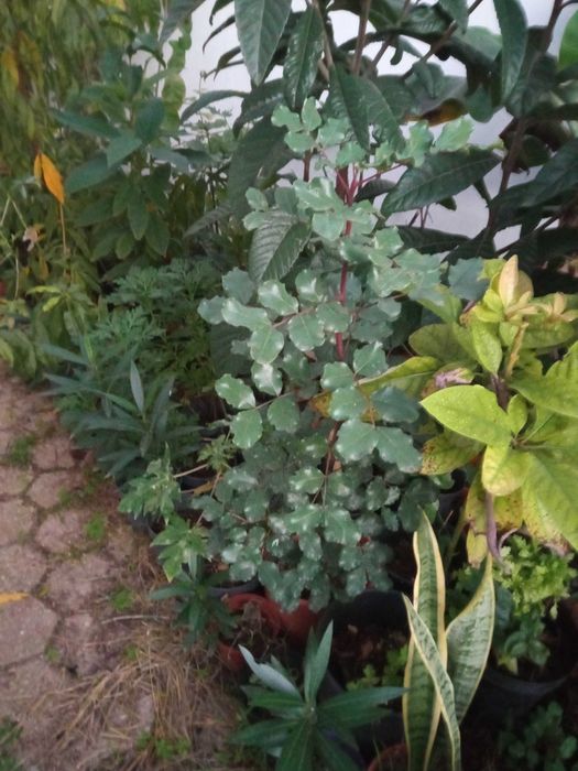 Alfarrobeiras em vaso