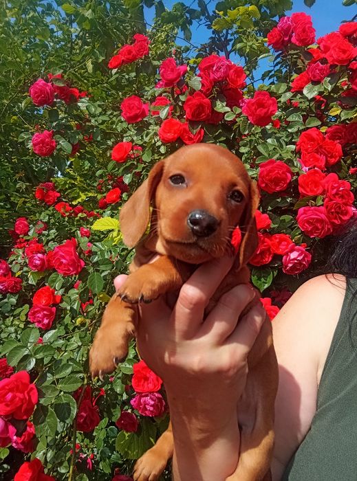 Продається незвичайно гарний таксик