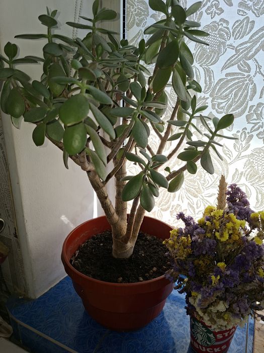 Рослина денежное дерево толстянка