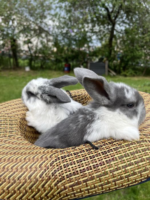 Młode króliki Barany francuskie niebieskie Samce