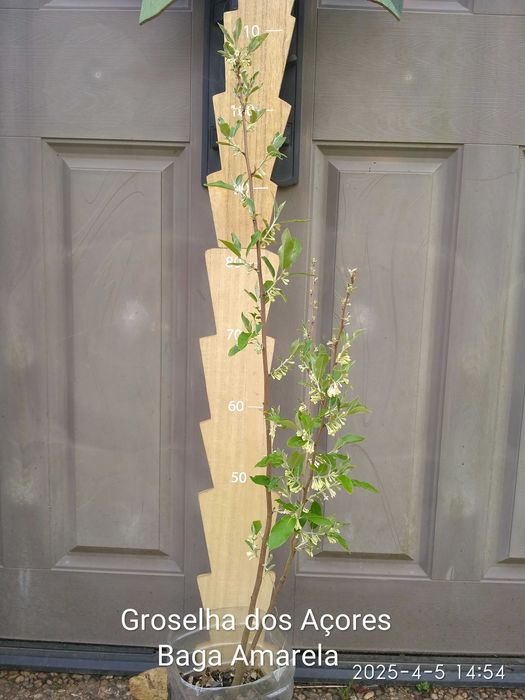 Arvores de Frutos (Tropicais, Sub-tropicais, Raras e de Coleçao