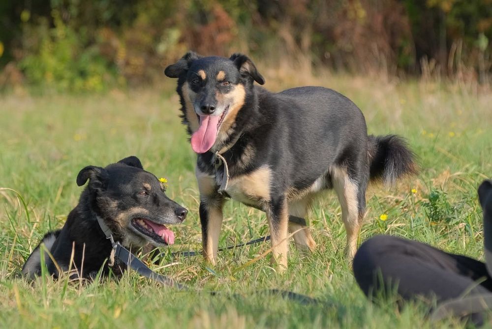 Derbi i Dafi, dwoje ptzyjaciol do adopcji