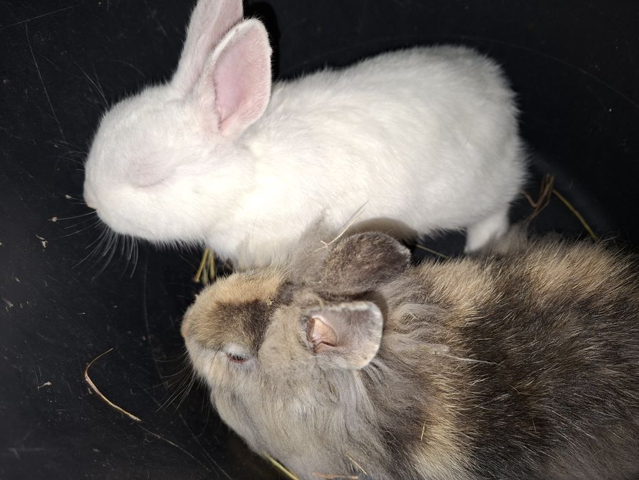 Kroliczki miniaturki Lwy !