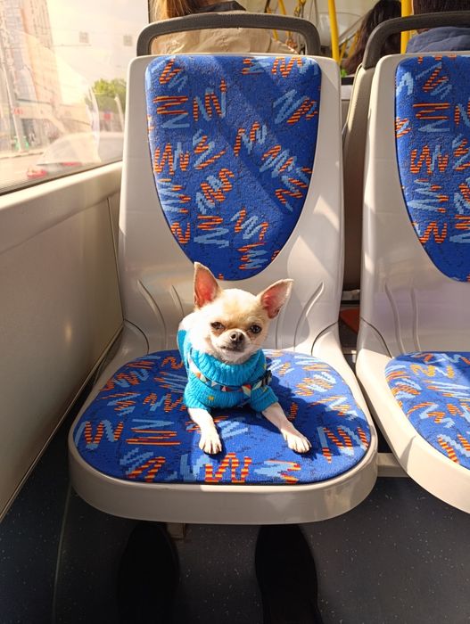 Вязка чихуахуа мини