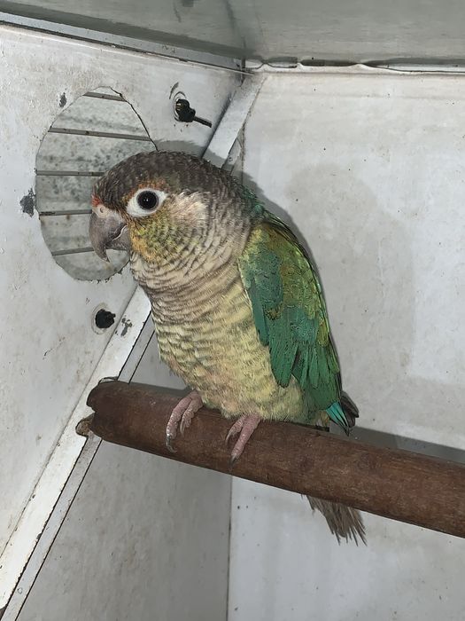 Pyrrhura turquesa macho de 2025