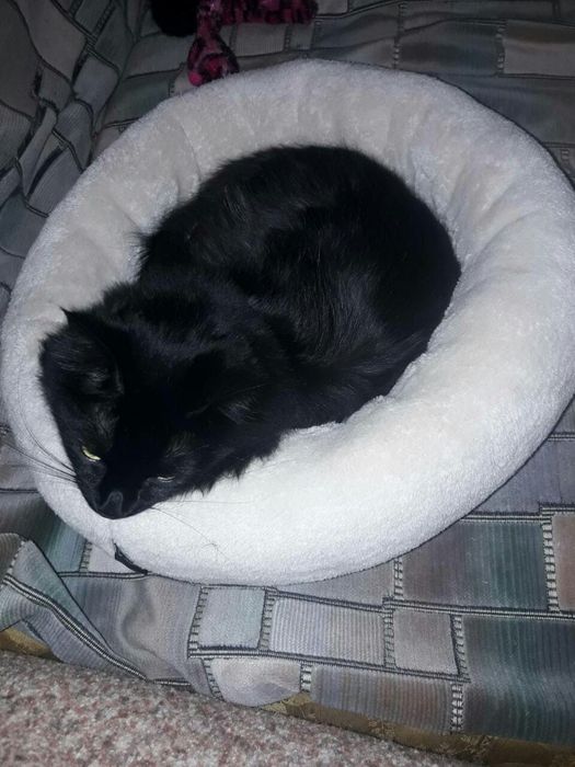 Перетримка тварин