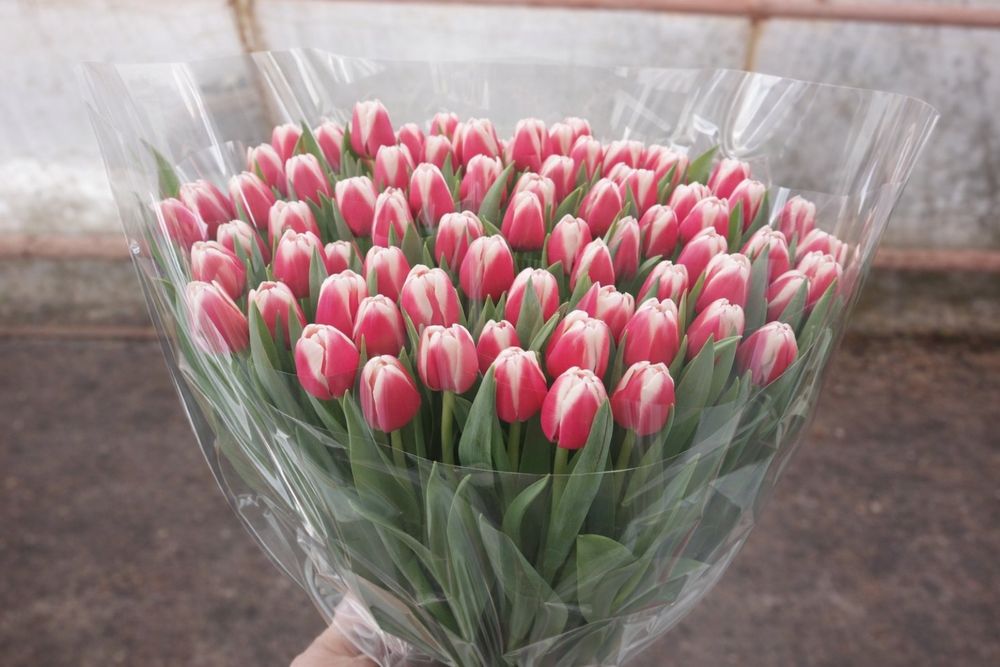 Предзаказ тюльпанів до 8 березня, свіжі квіти за вигідною ціною.Оформл