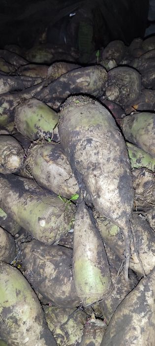 Буряк кормовий білий