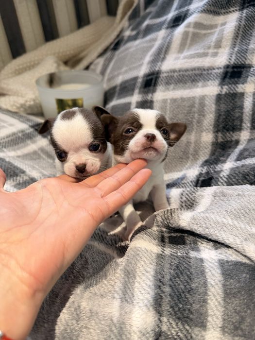 Дітки чихуахуа , хлопчики і дівчинка з документами