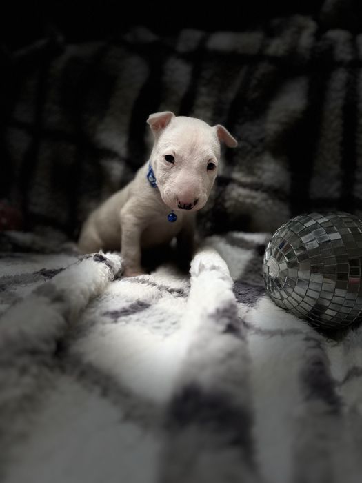 Bulterier miniaturowy chłopak