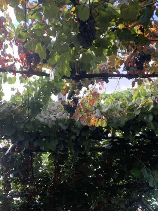 Uvas vinhao para fazer vinho