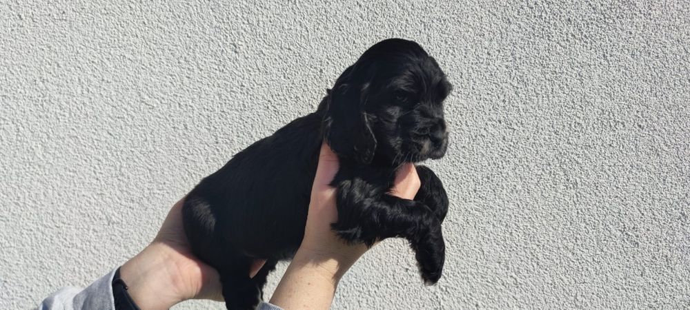 Czarna Suczka Cockier Spaniel Angielski