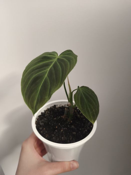 Philodendron Splendid