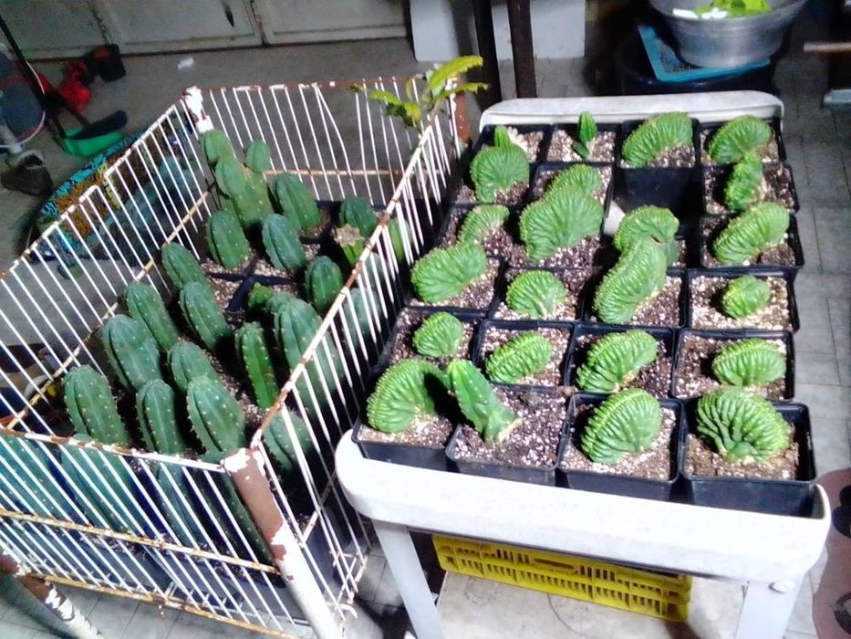 Cato San Pedro panhanoi colunar