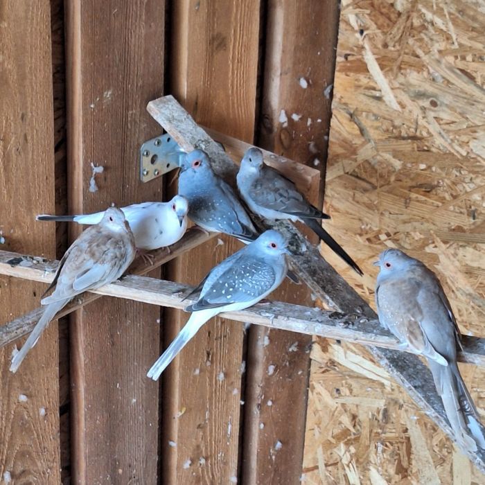 Sprzedam golabki diamentowe 15 szt