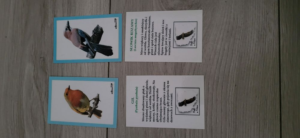 Karty Ptaki w mieście