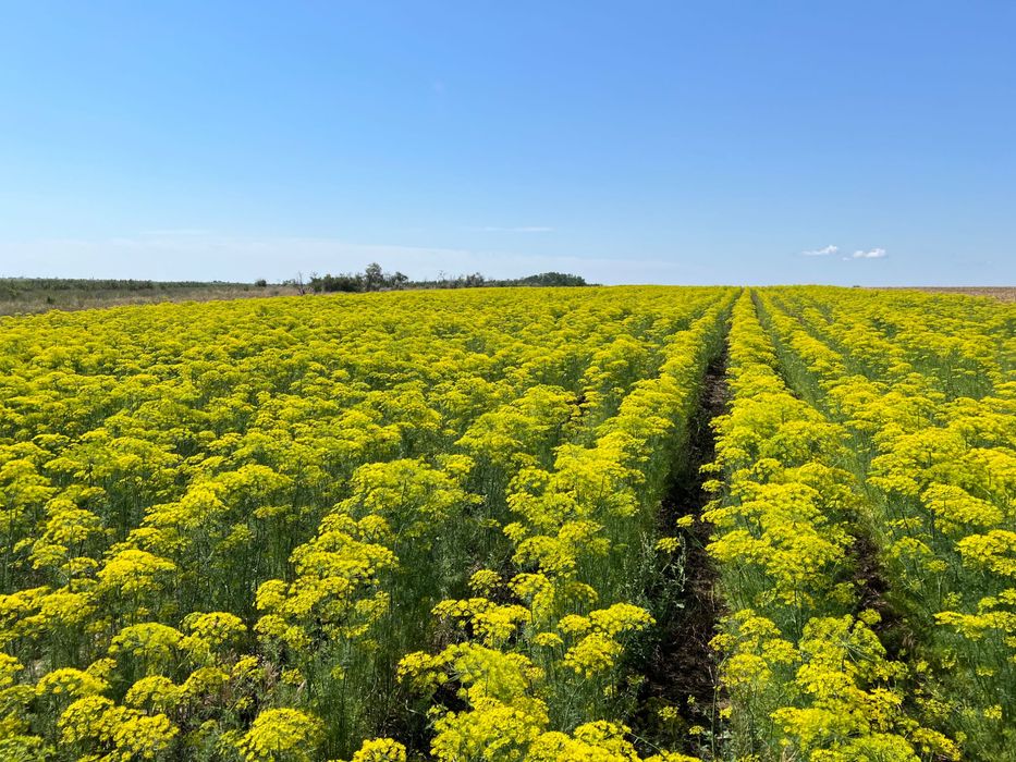 Продам насіння укропа,шпинат і друге насіння