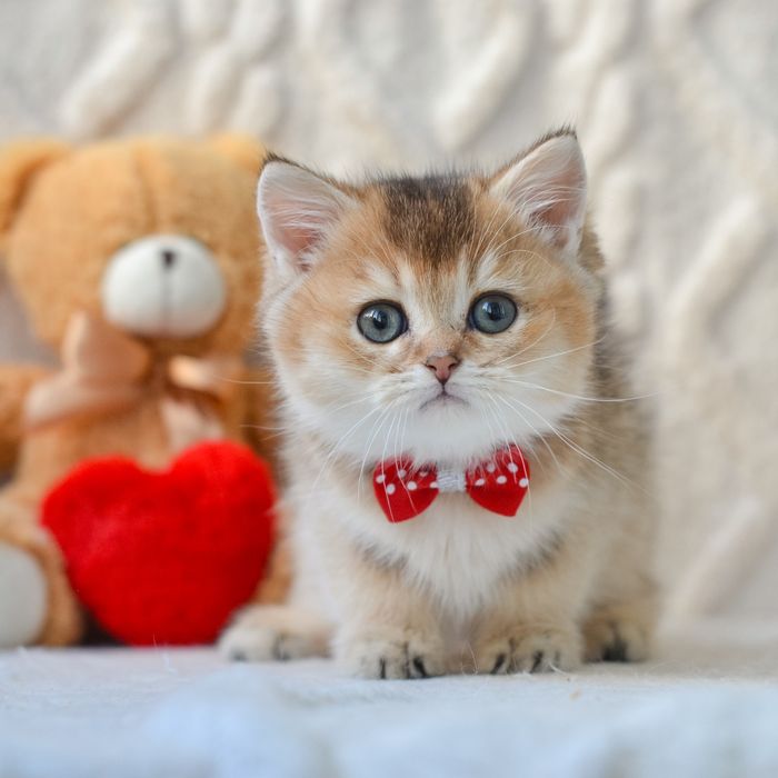 Британський хлопчик на імʼя Poki