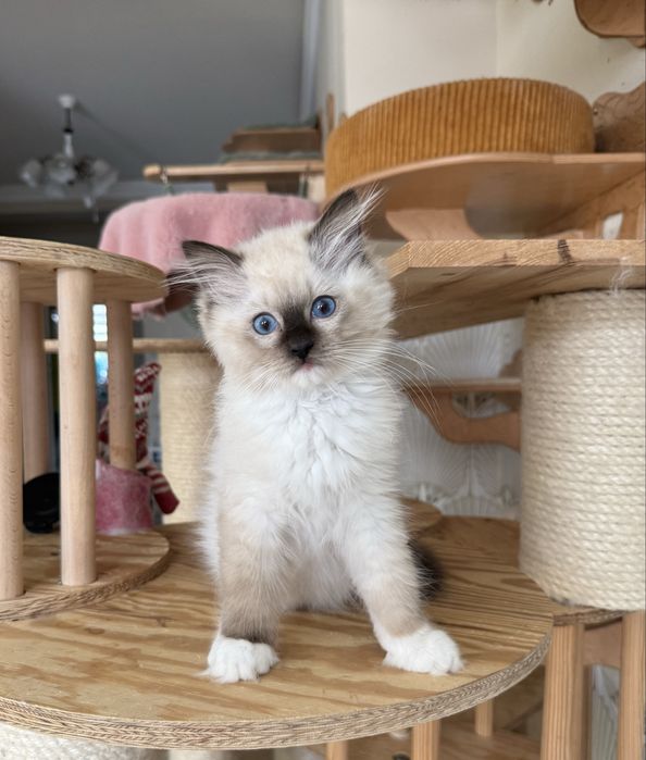 Kocurek seal mitted Ragdoll