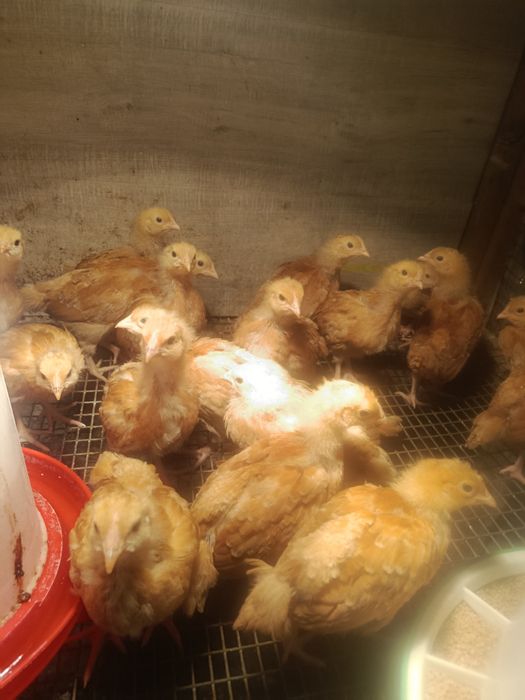 Kury nioski  czerwone