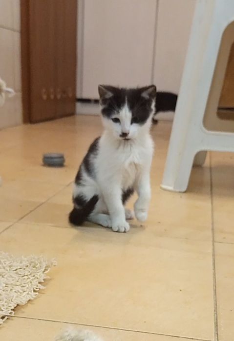 2 miesięczny Oli szuka domu niewychodzącego