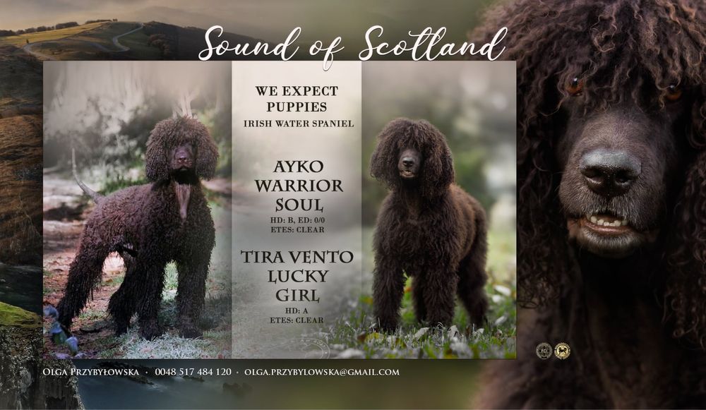 Irlandzki Spaniel Dowodny ZKwP/FCI