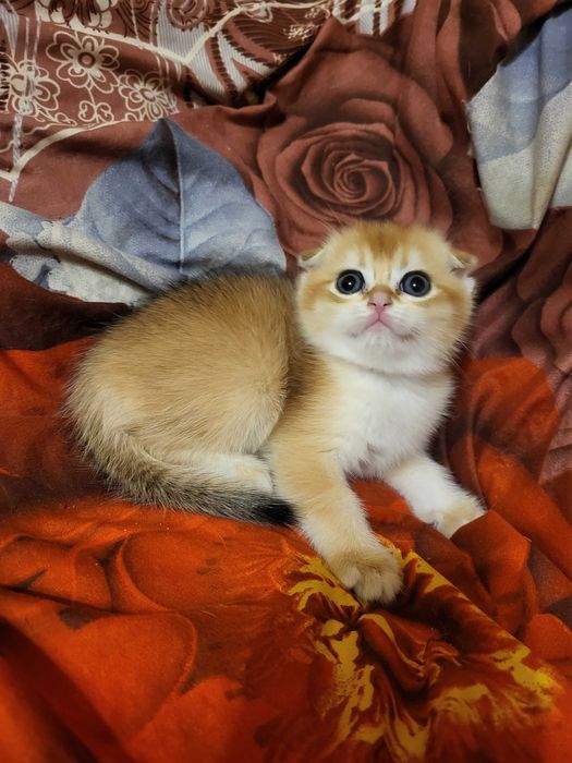 Красивенна дівчинка золота шиншилла.