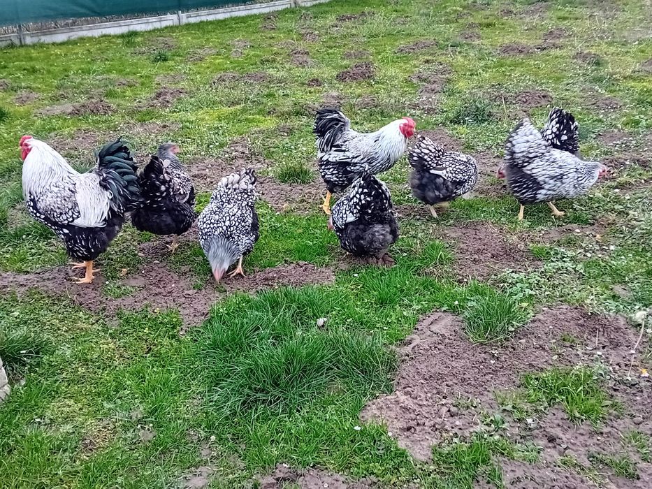 Jaja lęgowe Wayendotte srebnołuskowana