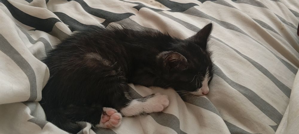 Отдам в добрые руки красивых домашних котят