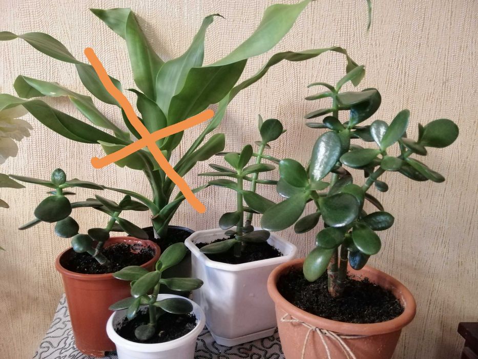 Комнатные цветы. Драцена, красула и др.