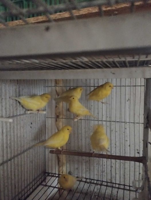 vermelhos e amarelos 2025