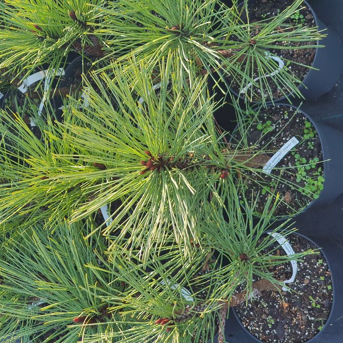 Сосна Джефри Йоппи