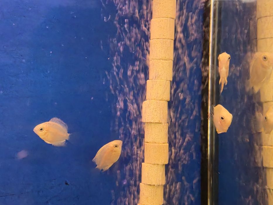 Severum Gold (Herus Severum)