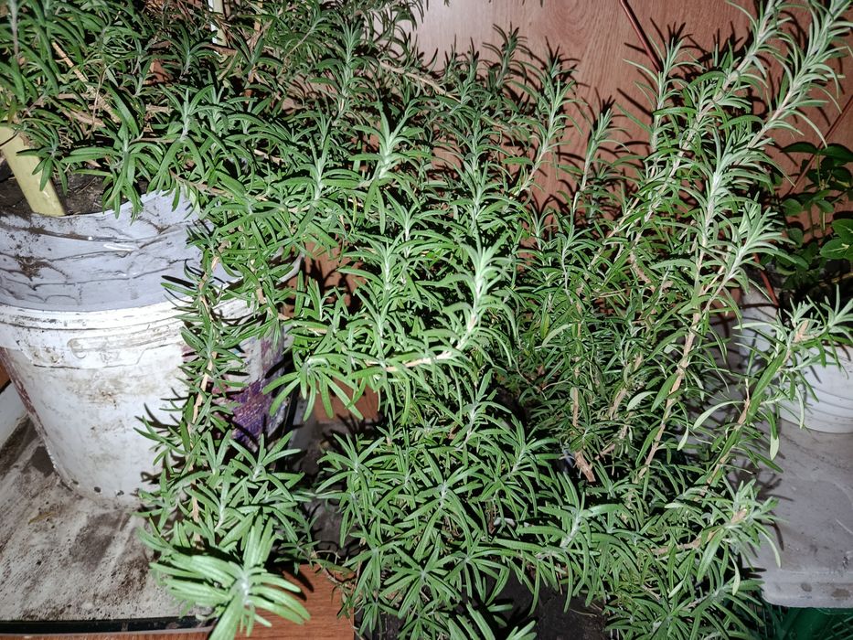 Розмарин ароматна рослина чудова спеція