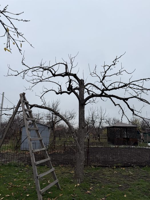 Обрізка дерев, кущів. Омолодження саду