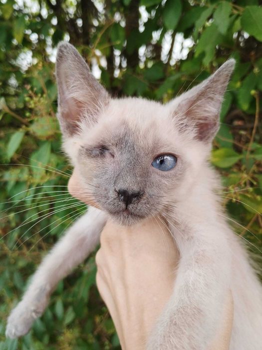 SIMIT (Macho, 2 Meses) - Para Adoção