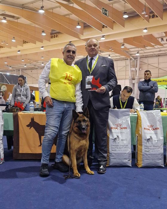 Macho de Cão de Pastor Alemão