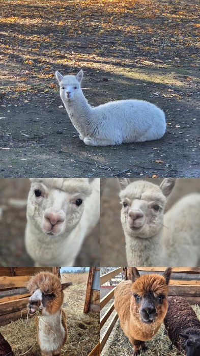 Sprzedam samca alpaki