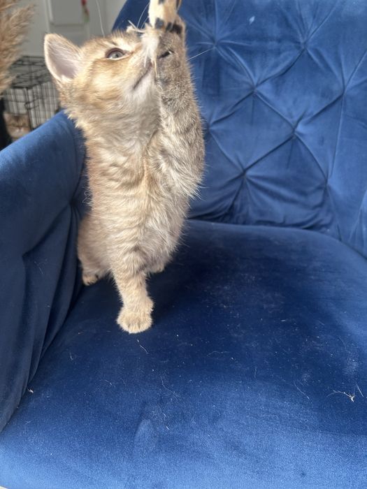 Piekny kocurek brytyjski