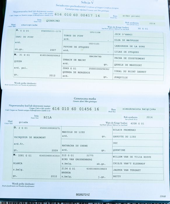 Sprzedam ogiera rasy Arden Polski