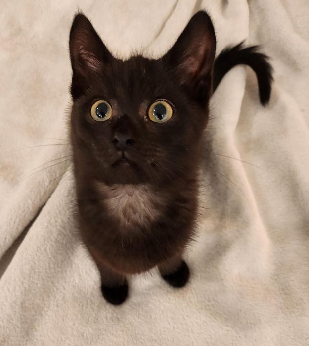 Merry szuka dobrego domu.