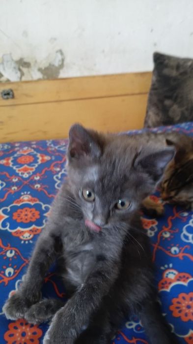 Отдам котят бесплатно