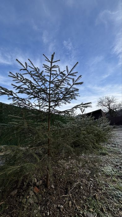 Затишний Котедж в Карпатах 24/7 світло, вода та інтернет