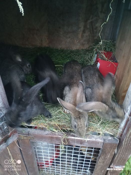 Króliki samiec samica i młode