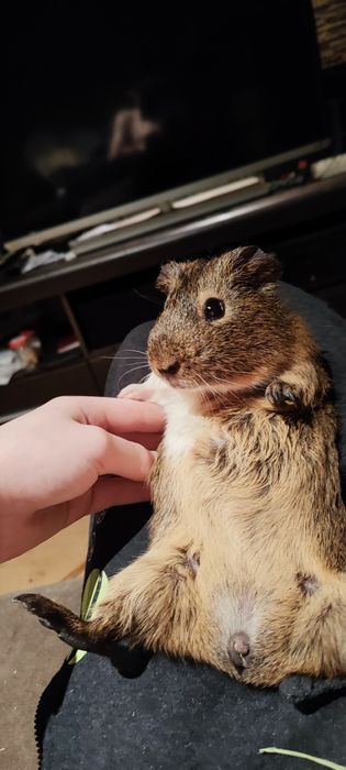 Świnka morska (kapi)