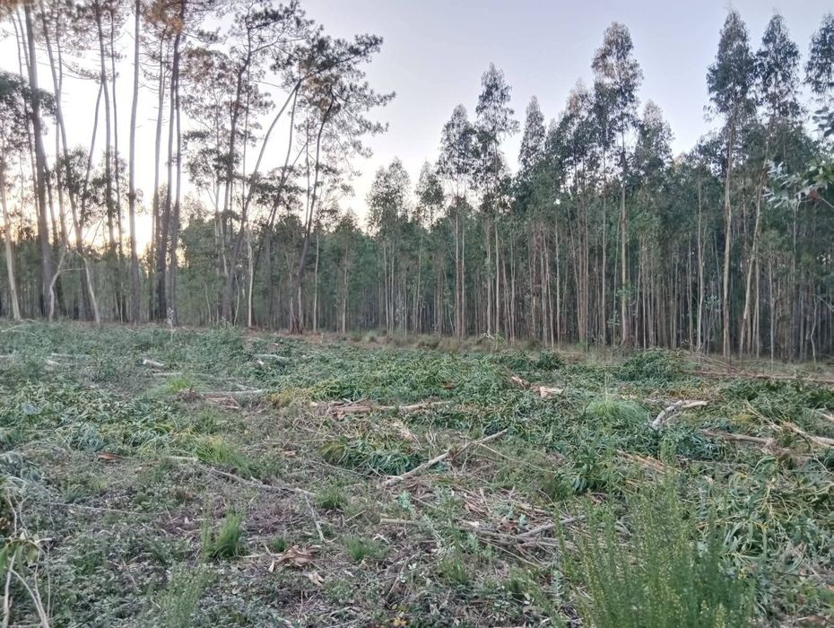 Serviço de limpeza de terrenos/ jardinagem