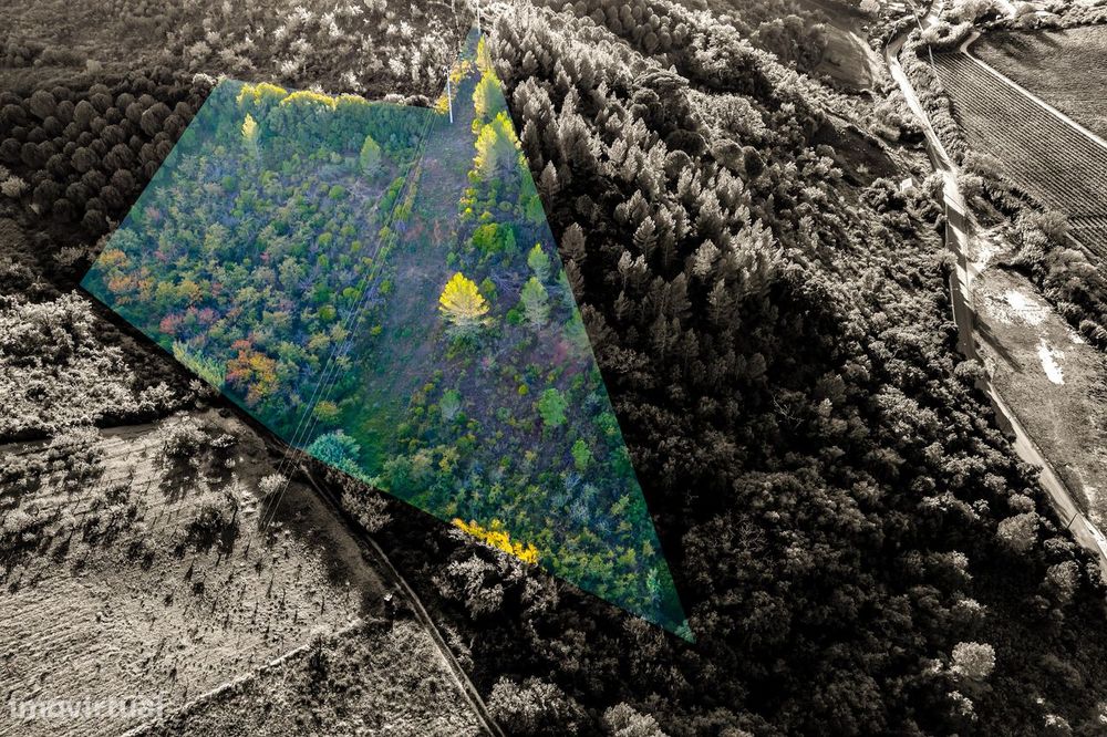 Terreno Rústico | 7.760 M2 | Meca | Alenquer