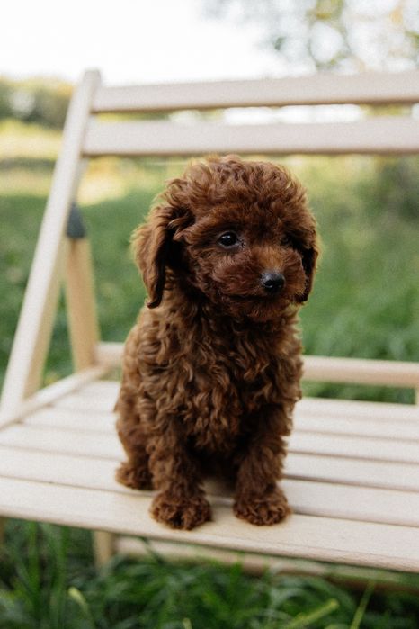 Вязка той пудель Китай